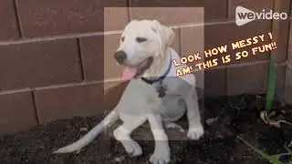Labrador retriever’s adventures