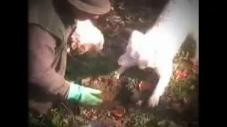tartufo: come si trova