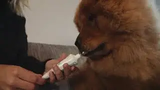 emmi®-pet Ultraschall-Hundezahnbürste