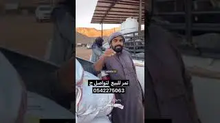 جلابة الحلال بحراج العلا  كل اربعاء 🐏