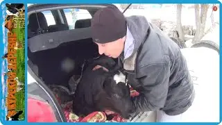 покупаем телят имея восемь коров в хозяйстве, жизнь в деревне