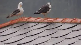 Gaivota escura