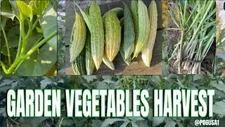 Plenty of vegetables to harvest from ateNengUSA friend's garden -Indiana state