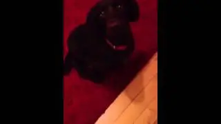 Mo mhadadh ina suí ar an mhata