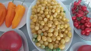 Презентация новых сортов томатов и перцев (Часть 5)