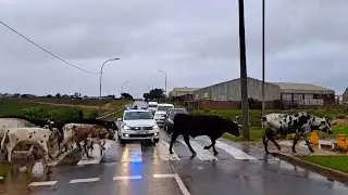 Day 104 - Rain and cows crossing the road in Aston Bay in South Africa