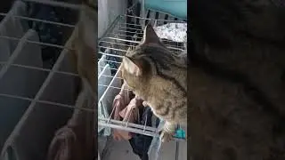 Позови кота с собой #shorts #юмор #кот #фомина