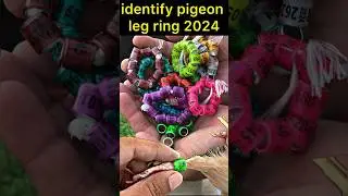 identify pigeon leg ring 2024 ❤️ | #pigeon #kabootar #shortsfeed #shorts