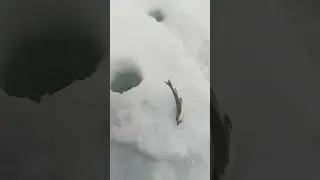 вот такие монстры клюют с утра