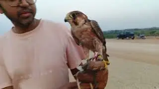 A discussion about free flying a falcon