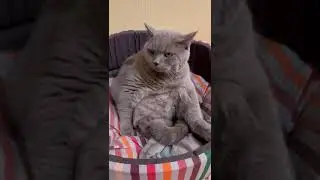 Сэр Маус 390