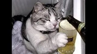 Gatos Que Dan Risa Si Te Ries Pierdes - DGM & CB
