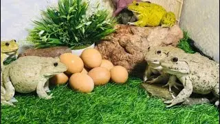 best Fighters frog  frog best protection  , funny frog