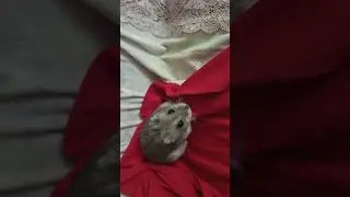 Хома психует...