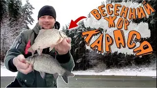 Ловля весеннего Карася! Жор перед нерестом!!!