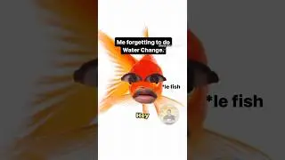 POV:Forgetting to do water change of  your aquarium.It's true for fishkeepers🥲