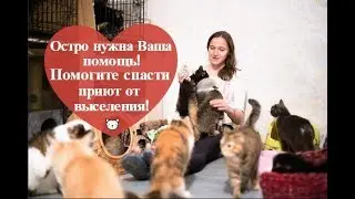 Бездомным животным нужна помощь: сбор средств на домик для приюта Матроскин