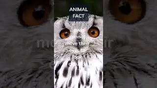 Did you know owls eyeballs are actually shaped like tubes similar to binoculars. Comment and sub👇