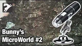 Mikroszkóp alatt #2 - Bunny's MicroWorld
