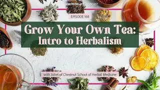 168 Grow Your Own Tea | Herbalism 101 | Growing Joy with Plants | Podcast
