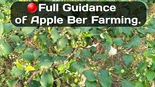 How to Apple Ber Farming With Full Guide Line Step by Step.( Full Guidance of Apple ber Farming).