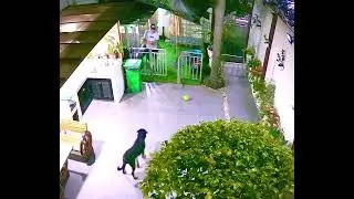 Ivan • Male Rottweiler