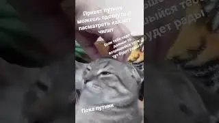 #котики #отдохни #вайлор