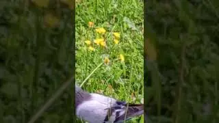 жёлтая красота 👍