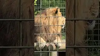 Lion #BCS