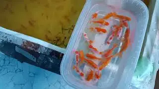 Запланированная работа, не сделана. Но ...