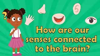 I wonder How are our senses connected to the brain?