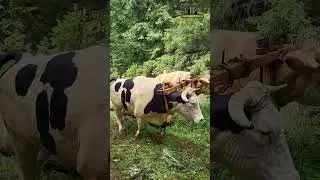 Rabadzija na mobi ! #Shorts#Ox #oxen #farming #vilagelife