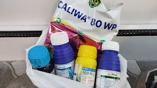 Obat Penghilang Antraknosa, Oplosan Obat ini
