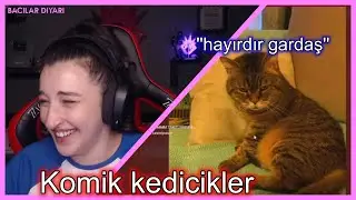 Pqueen - Komik Bir Kedi Hesabına Bakıyor