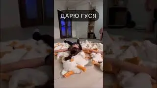 ВЫ ПРОСИЛИ ПОДАРИТЬ ГУСЯ И Я ЭТО СДЕЛАЮ, ЗА САМЫЙ СМЕШНОЙ КОМЕНТ ОТПРАВЛЮ ГУСИКА ВАМ ДОМОЙ 🫶