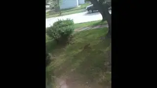 My neighbors cat, orange tabby kitty cat
