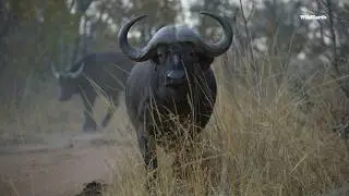 The beautiful harmony between buffaloes and oxpeckers