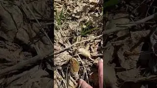 А теперь в магазин! За луком и сметаной 😉 #nature #грибы #лес