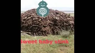 Do you smell that ( it’s sweet baby stink) meme aka sweet baby inc