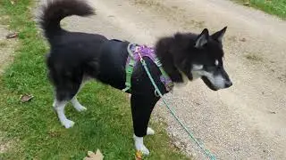 Phänopfad mit Husky - Teil 2 💙 | 🐺 Husky Goraidh 🐾
