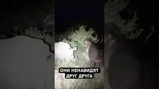 Самые Жесткие Разборки в Животном Мире