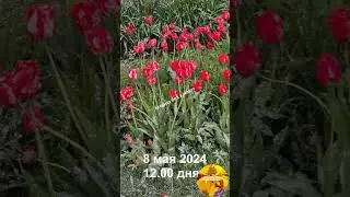 8 мая 2024 г.