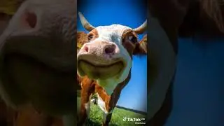 Факты о животных