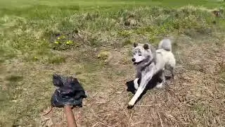 Деревня! Что с хвостом?!