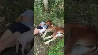 Potrilla recibiendo mimos