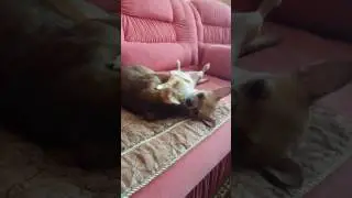 Любовь Чихуа и Абесина