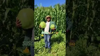 chulada es el csmpo🍉🌽👍