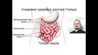 Small intestine. Enteritis. Dysentery. Malabsorption syndrome.