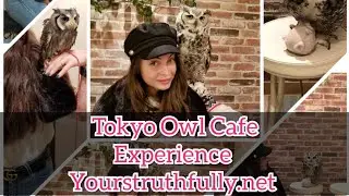 Japan Best Owl Cafe MohuMohu Tokyo - Where the owls sit on your head-