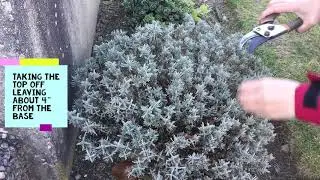 English Lavender Spring Pruning - Blue Cushion, Sweet Romance